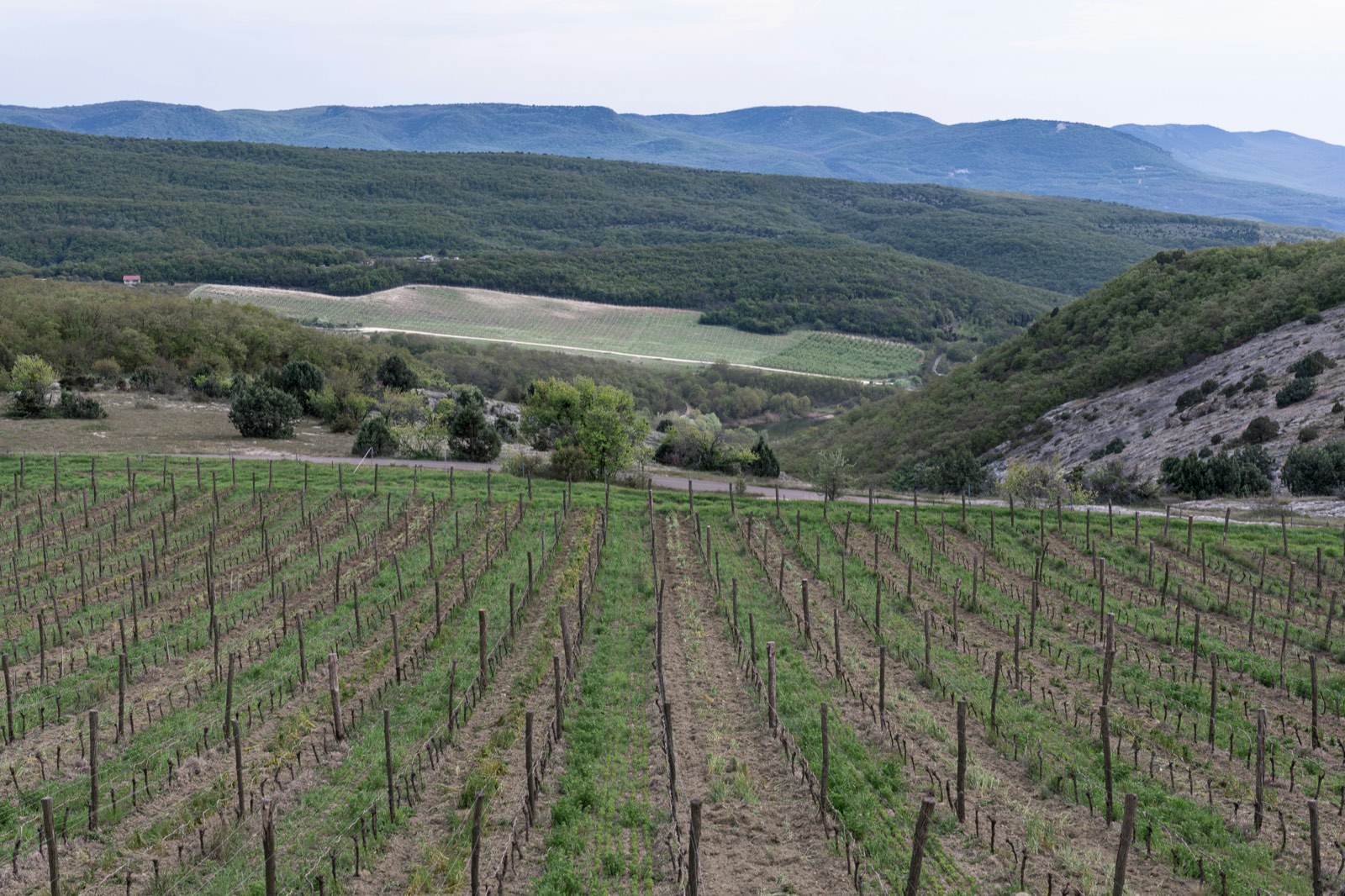 Vineyard rows in the Margaret River wine region