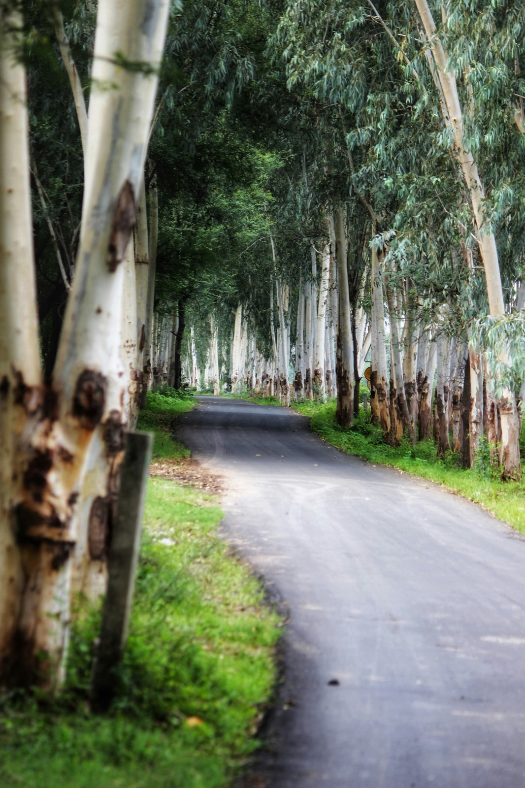 Gum tree lined country road near Vasse